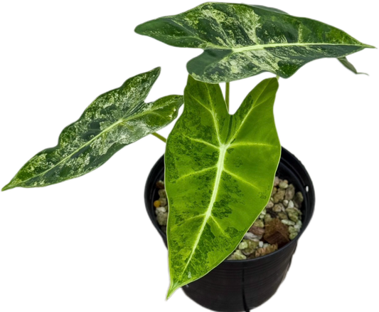 Alocasia Frydek Aurea Variegated ( Set of 3 Plants)