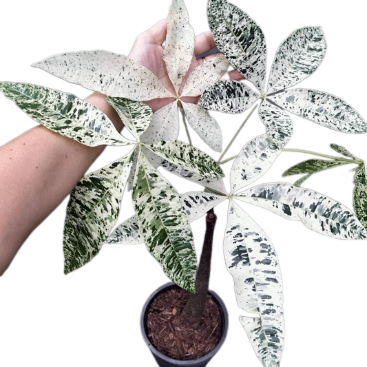 Pachira Aquatica (Money Tree) Variegated Set of 5 Plants Wholesale