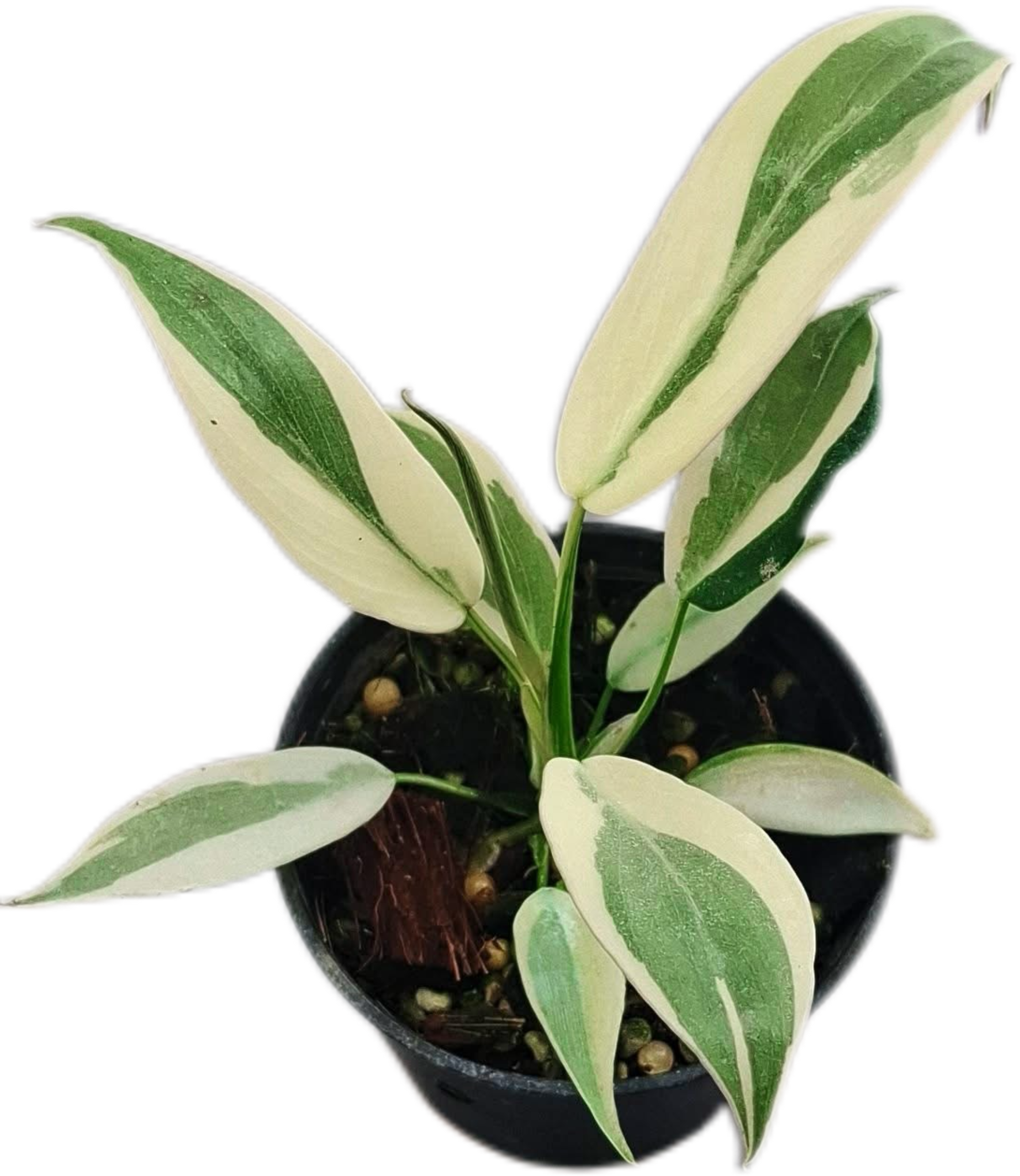 philodendron longilobatum Buy Philodendron Longilobatum 'Lelano Miy…