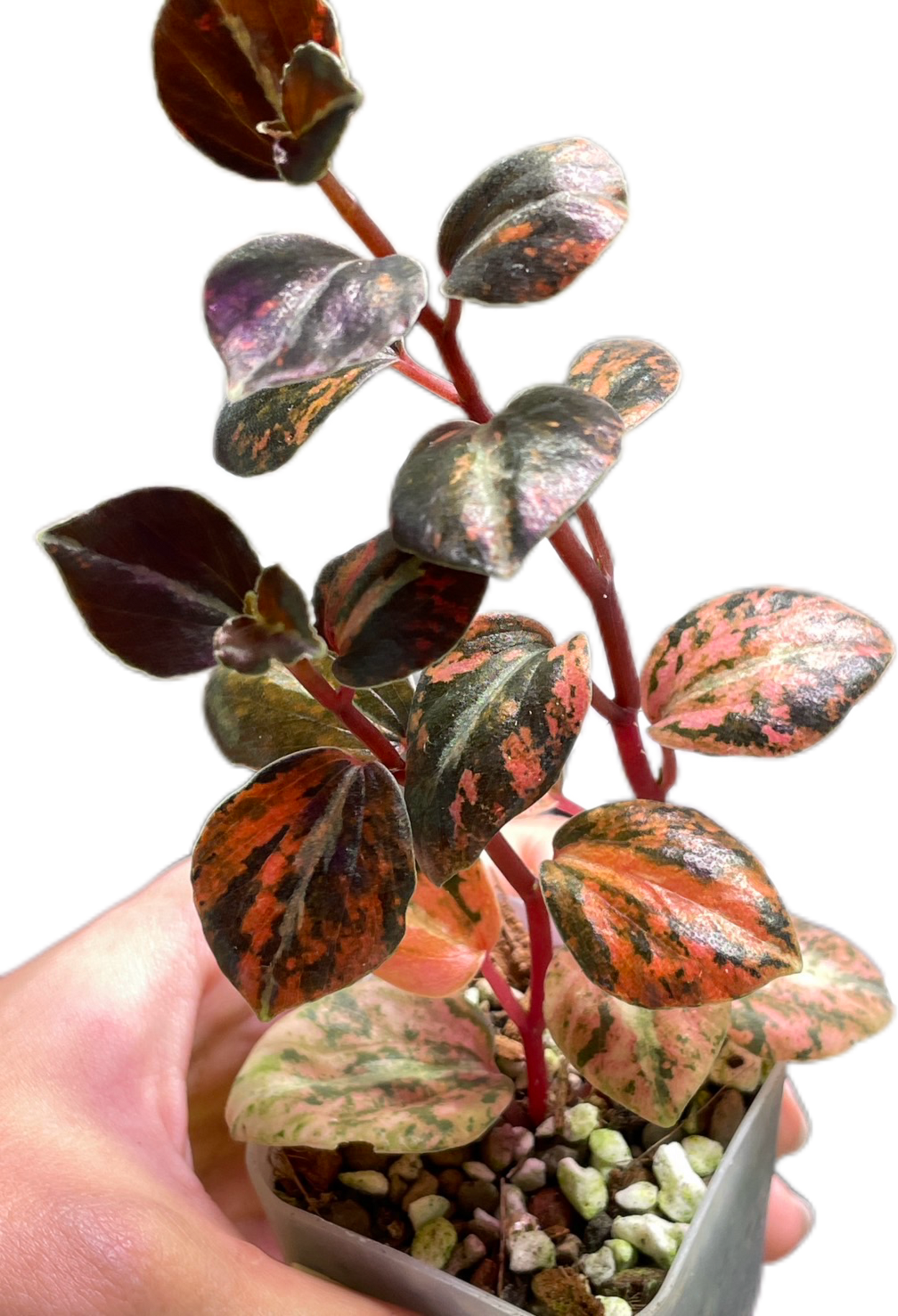 Peperomia Metallic Orange – Wholesale Set of 3 Plants