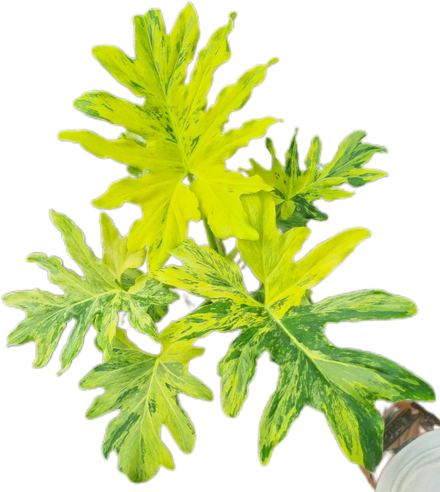 Philodendron Selloum Variegated