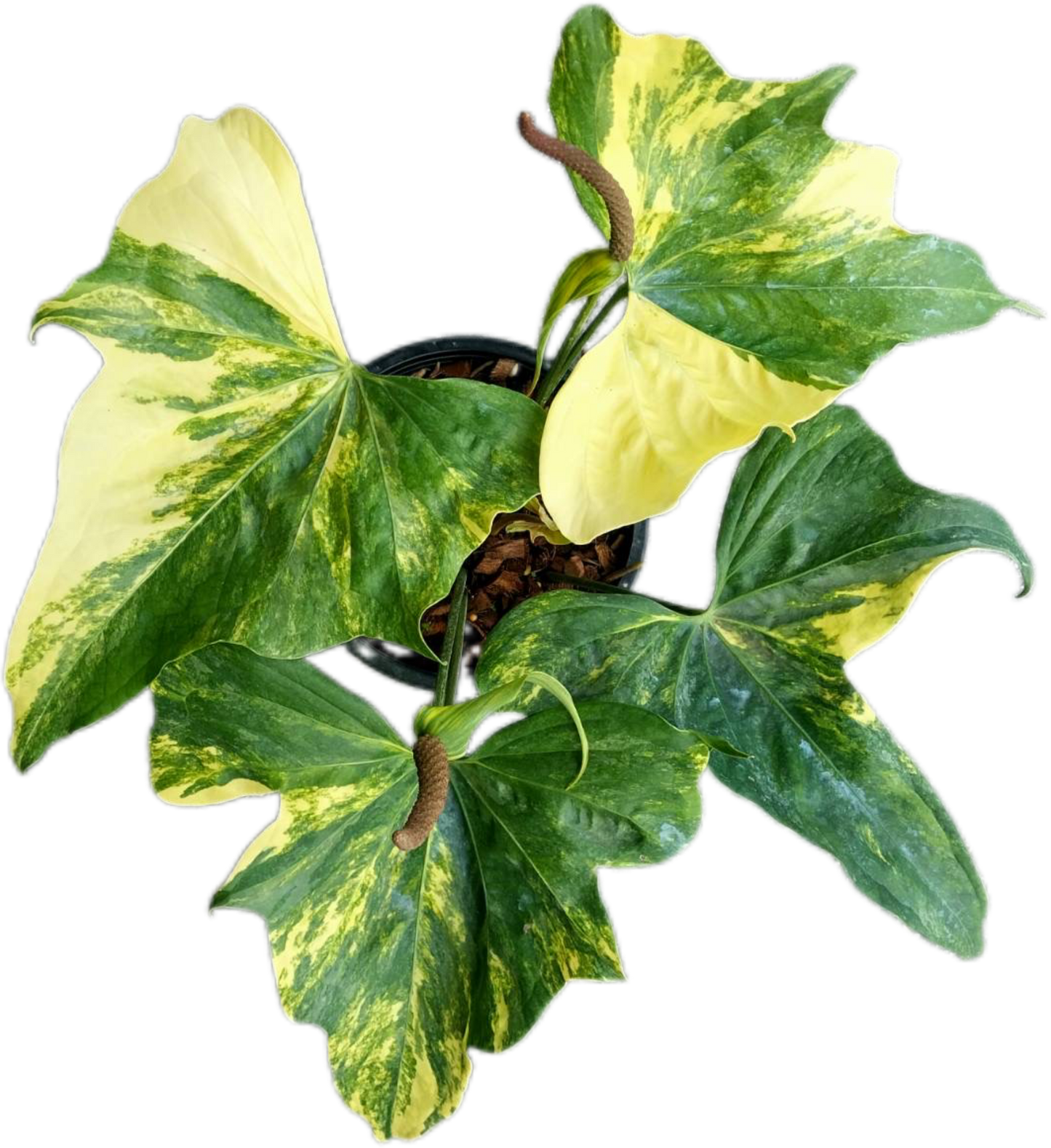 Anthurium Pterodactyl Variegated