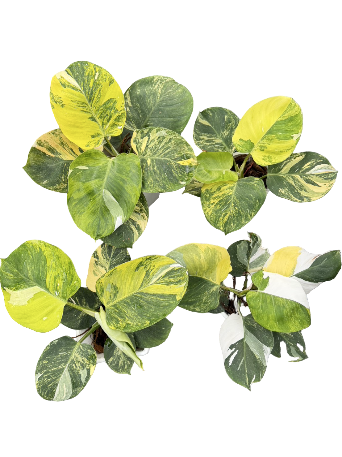 Buy Philodendron White Wizard Tricolor Va…