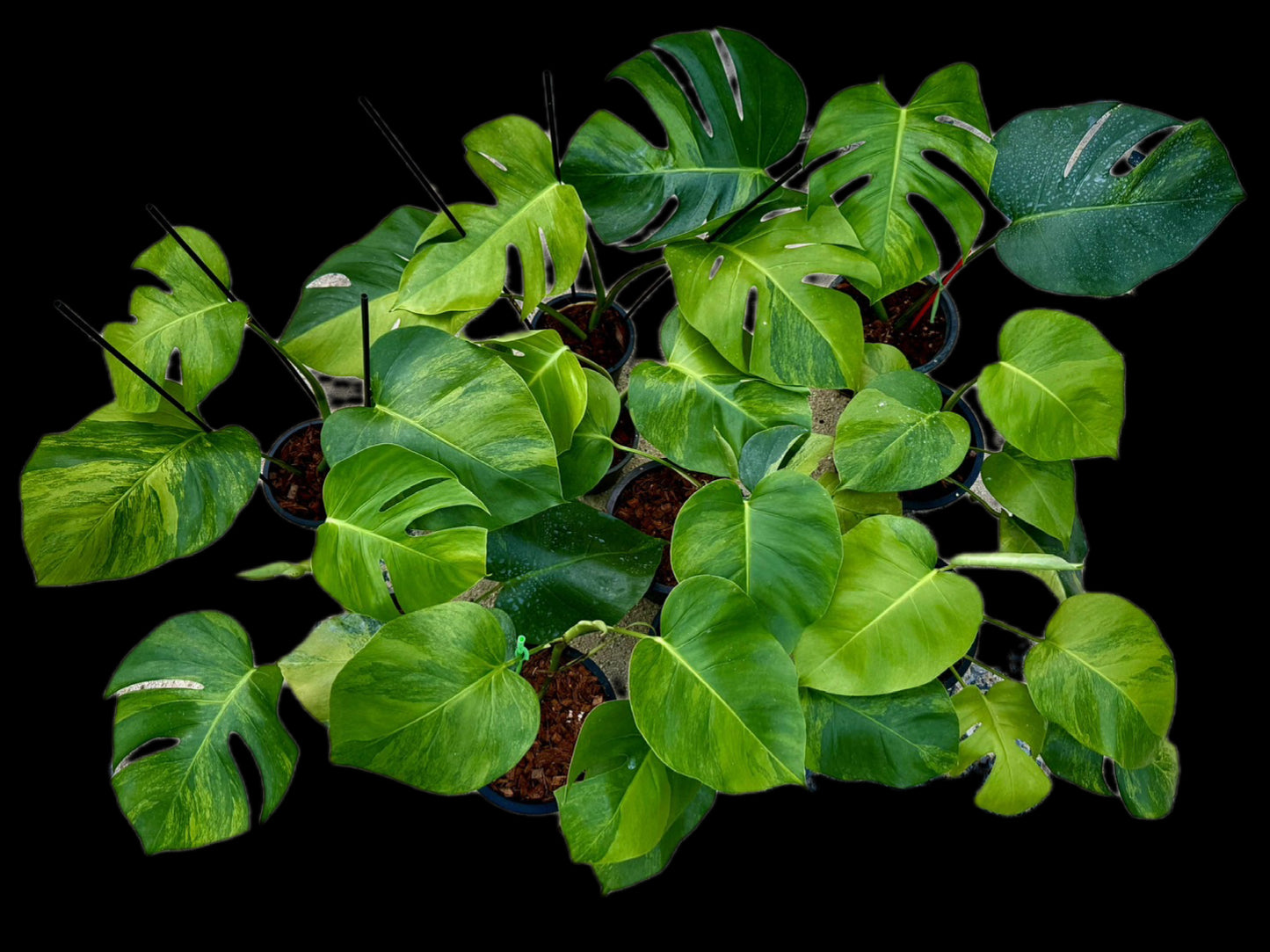 Monstera Green on Green – Wholesale Set (10 Plants)