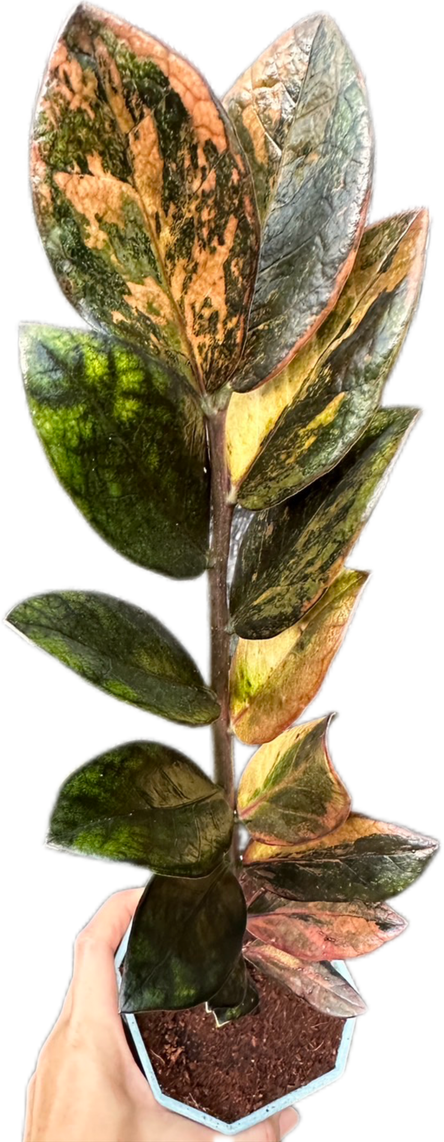 Zamioculcas zamiifolia Black Raven Pink Variegated