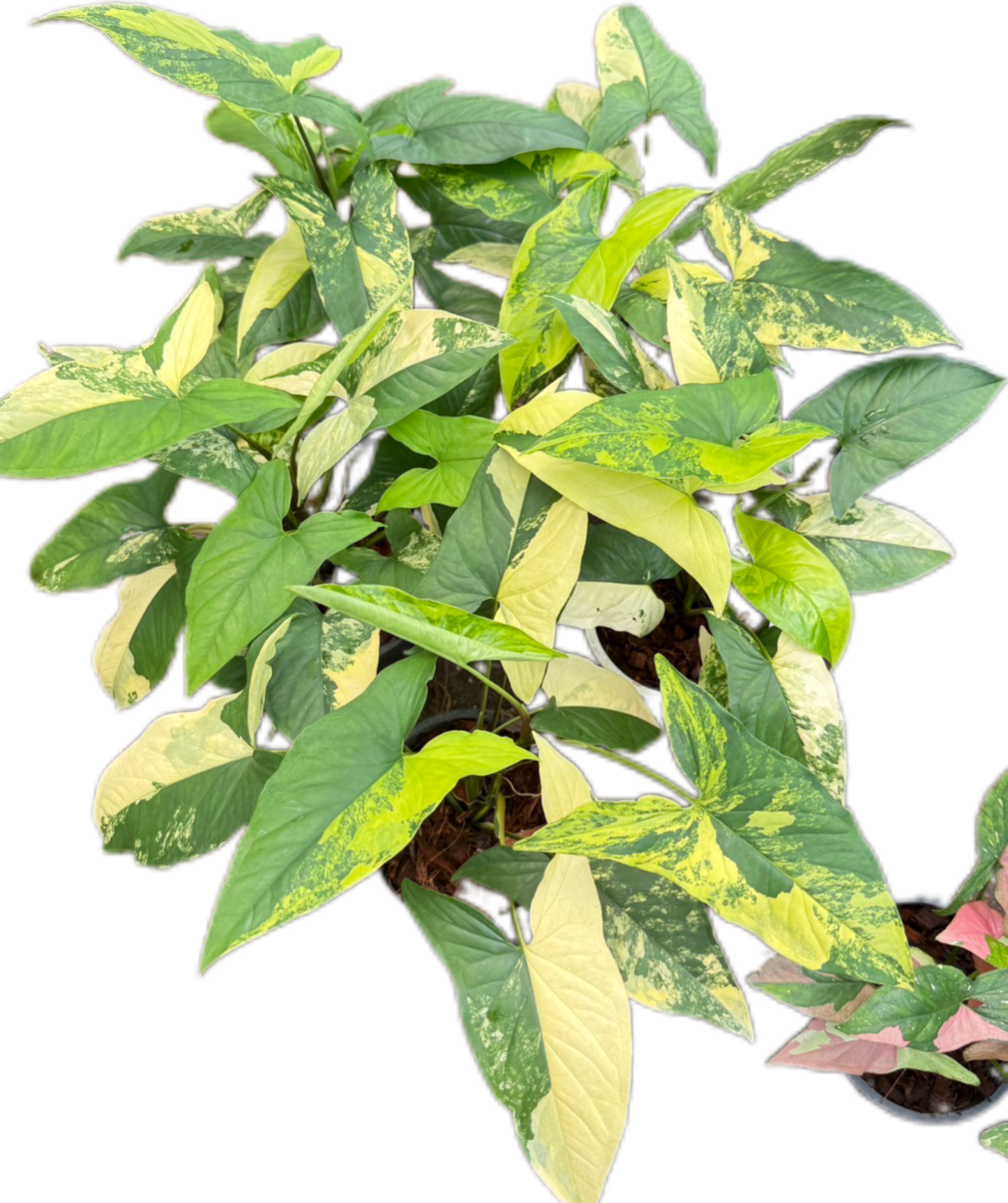 Syngonium “Aurea” Variegated Wholesale Set of 10 Plants