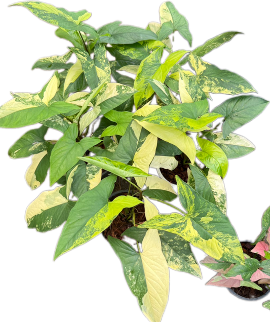 Syngonium “Aurea” Variegated Wholesale Set of 10 Plants