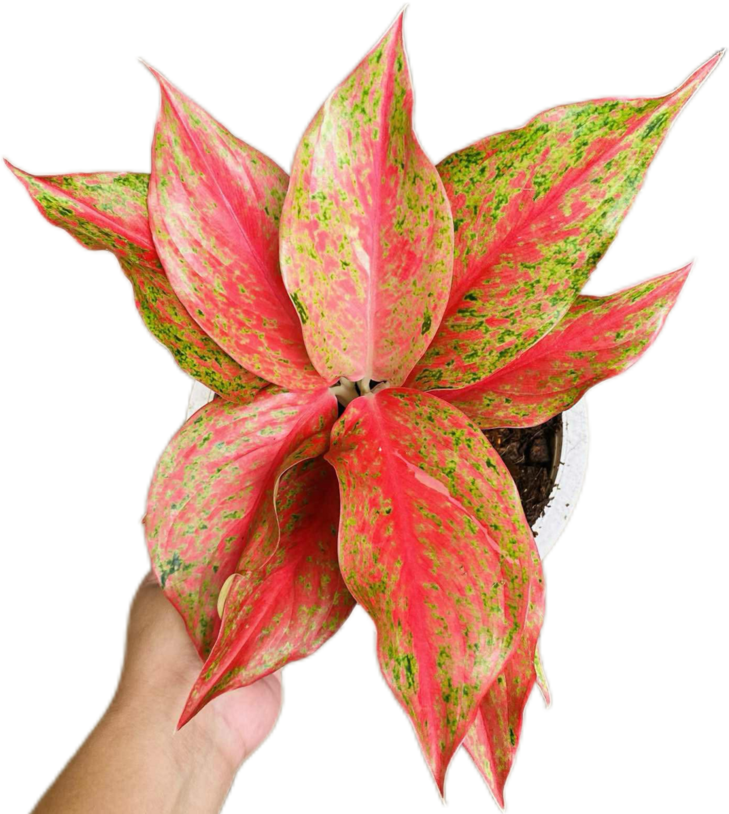 Aglaonema “Red Moon” – Wholesale Set of 10 Plants