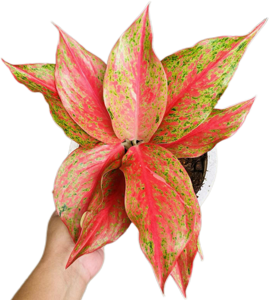 Aglaonema “Red Moon” – Wholesale Set of 10 Plants