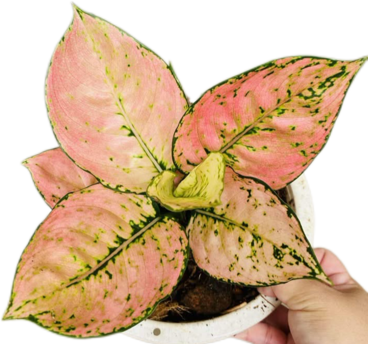 Aglaonema “Kam Koon Orange” – Wholesale Set of 10 Plants