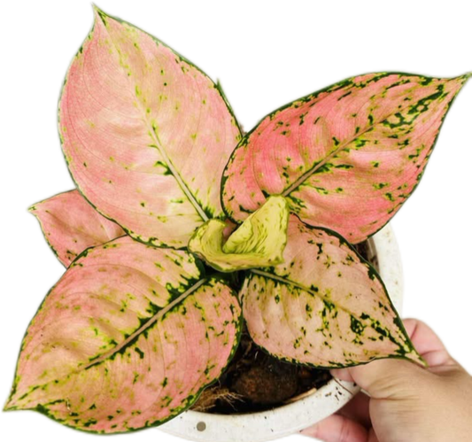 Aglaonema “Kam Koon Orange” – Wholesale Set of 10 Plants