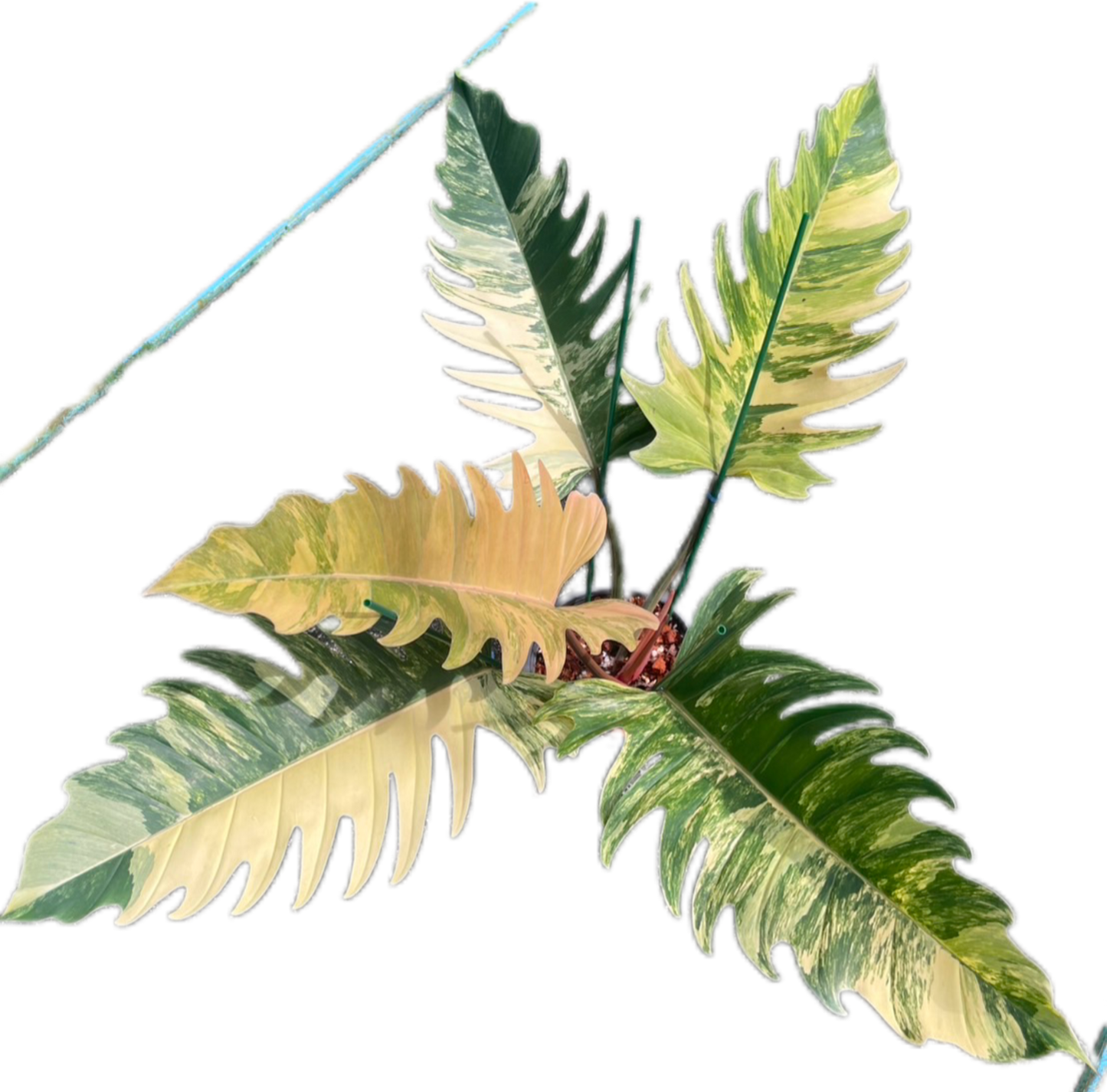 Philodendron Caramel Marble Variegated