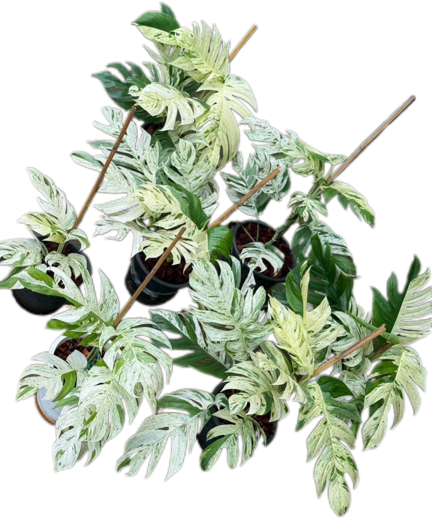 Epipremnum Pinnatum Marble Variegated Big Set of 5 Plants