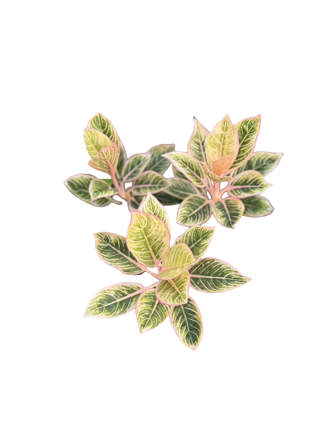Aglaonema “Minion” | Set of 5 Plants