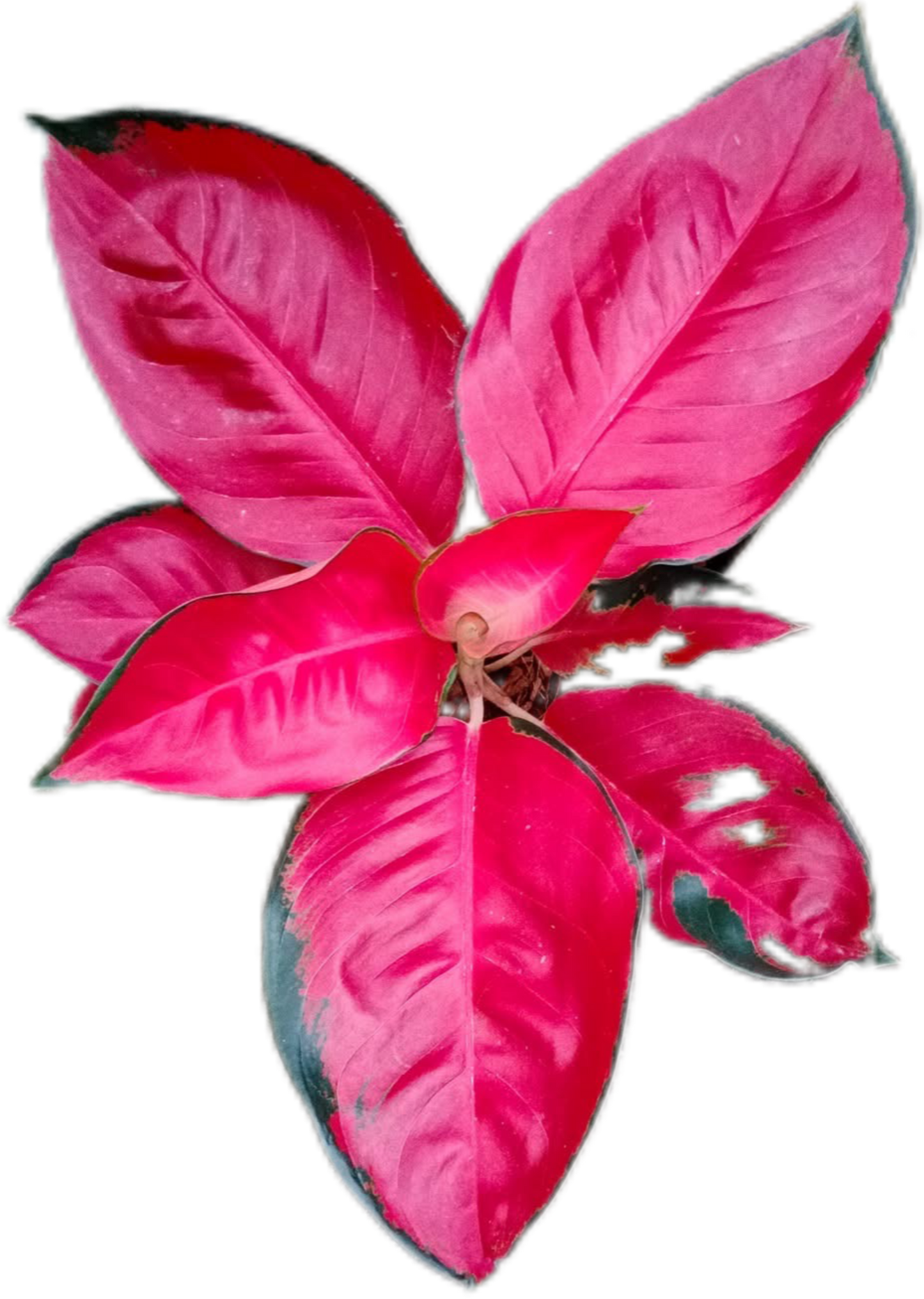 Aglaonema “Suksom Jaipong” Bundle of 10 Plants Wholesale