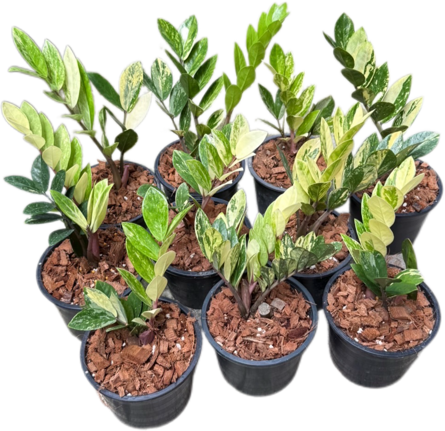 Zamioculcas zamiifolia Aurea Variegated Wholesale Set of 10 plants