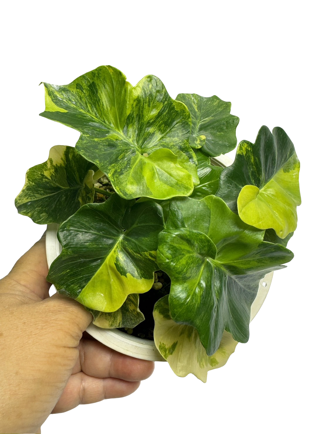 Buy Philodendron Super Atom Variegated | Thailand Export  FloristaPearl  Garden