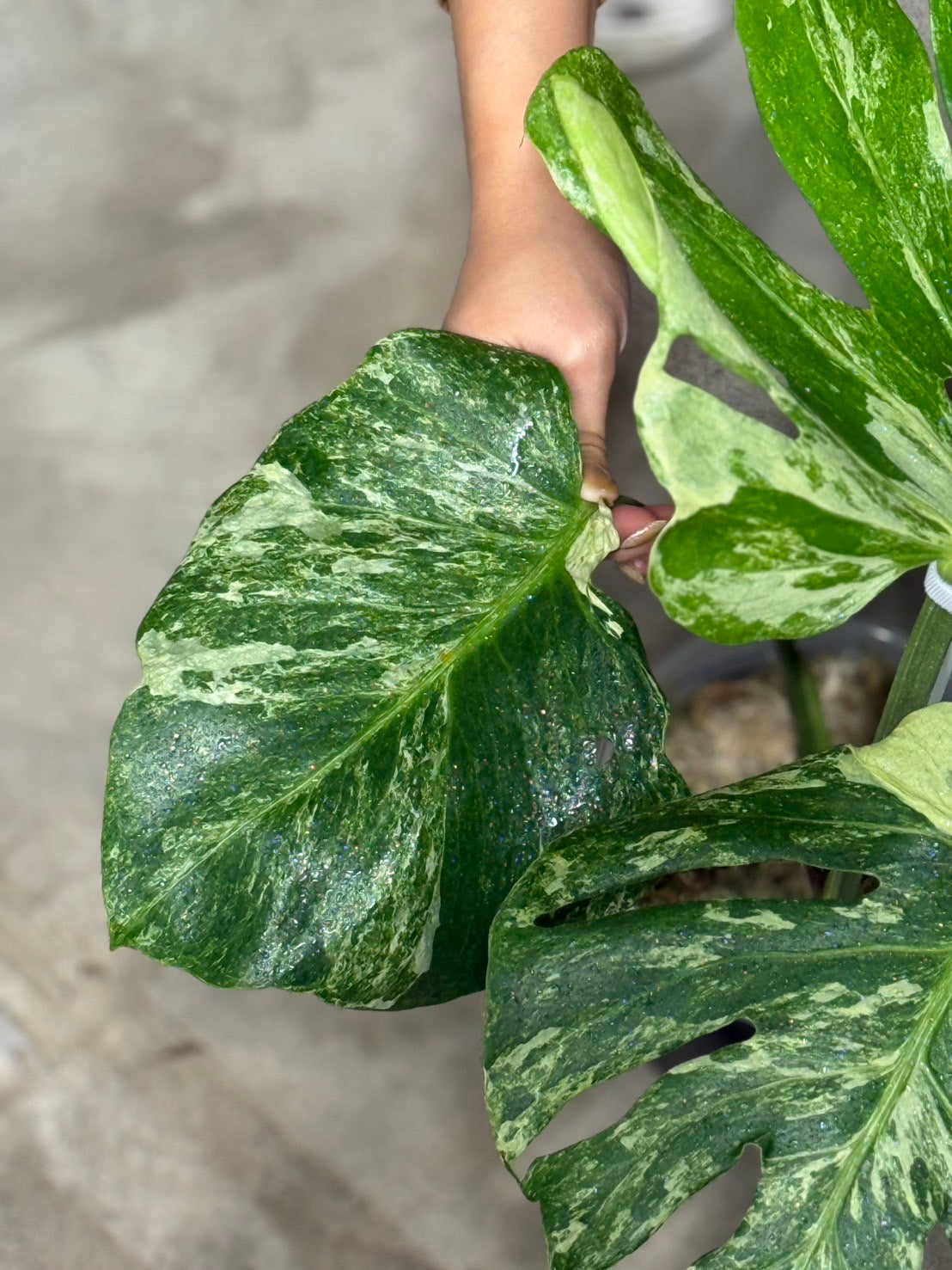 Monstera Deliciosa “Ocean Mint” Variegated – Actual Plant