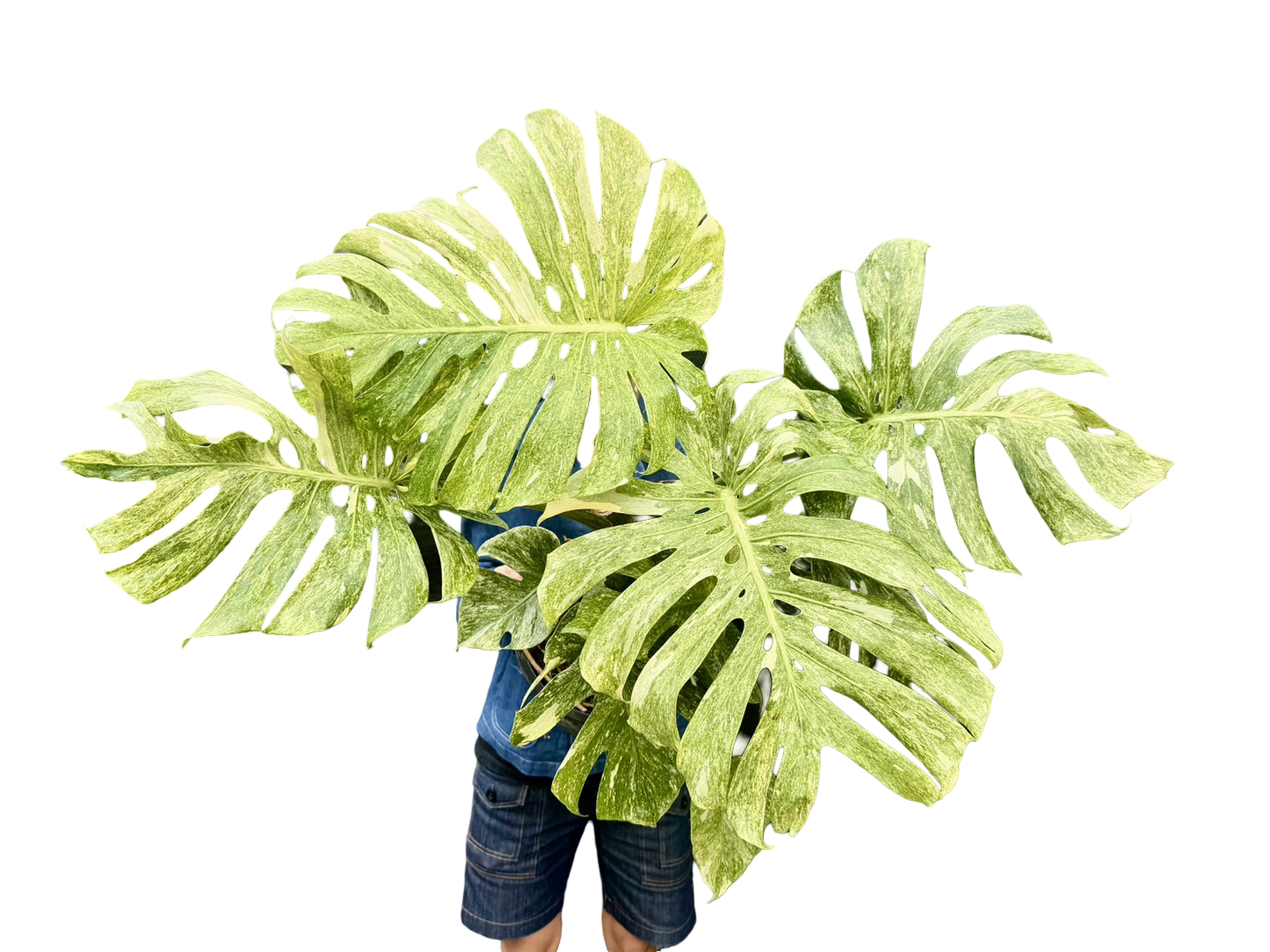 Monstera Thai Constellation “Platinum ” Mutation – (Actual Plant)