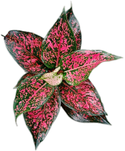 Aglaonema “Kham Khun Pink” – Wholesale Set of 10 Plants
