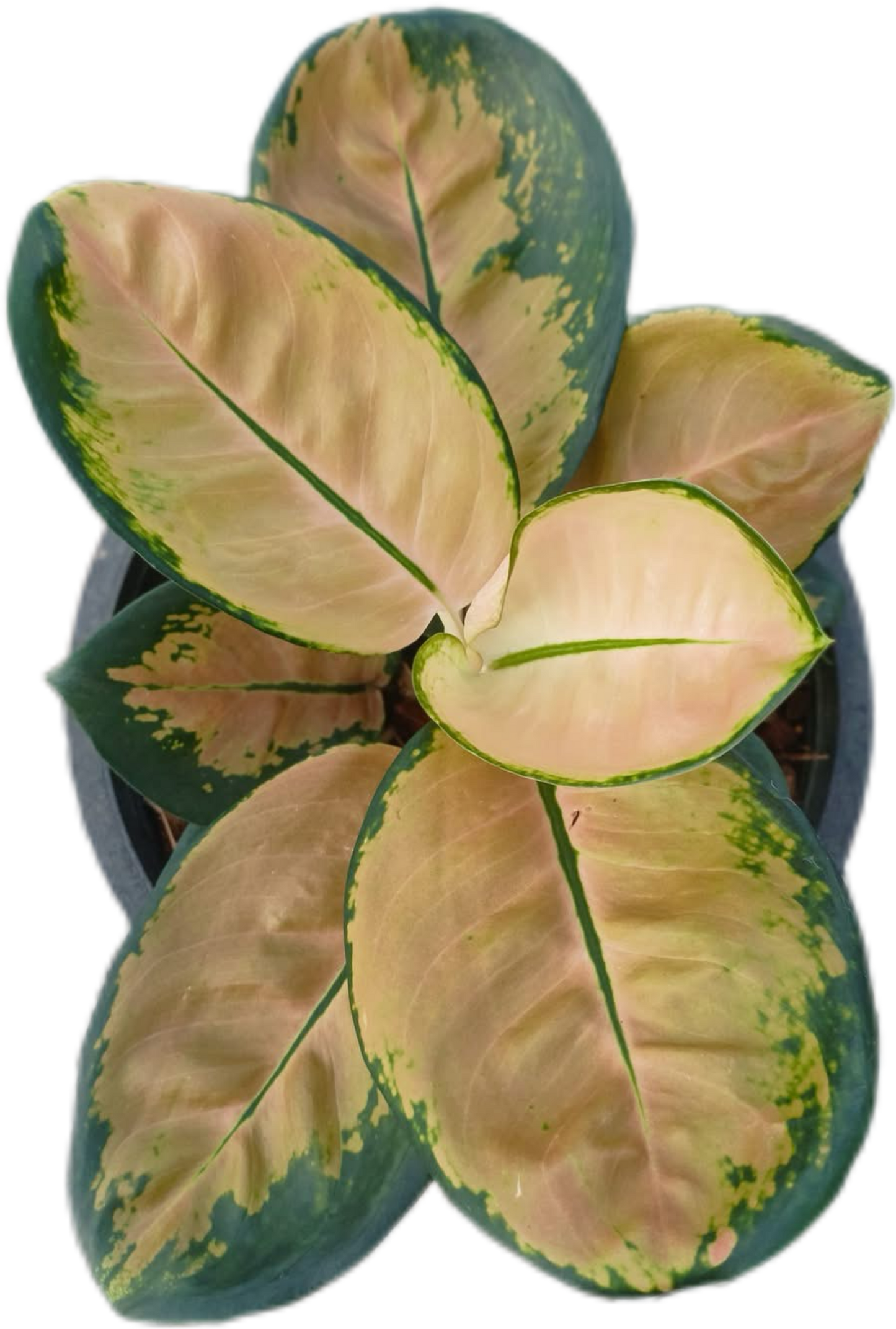 Aglaonema “Starbucks” | Set of 5 Plants