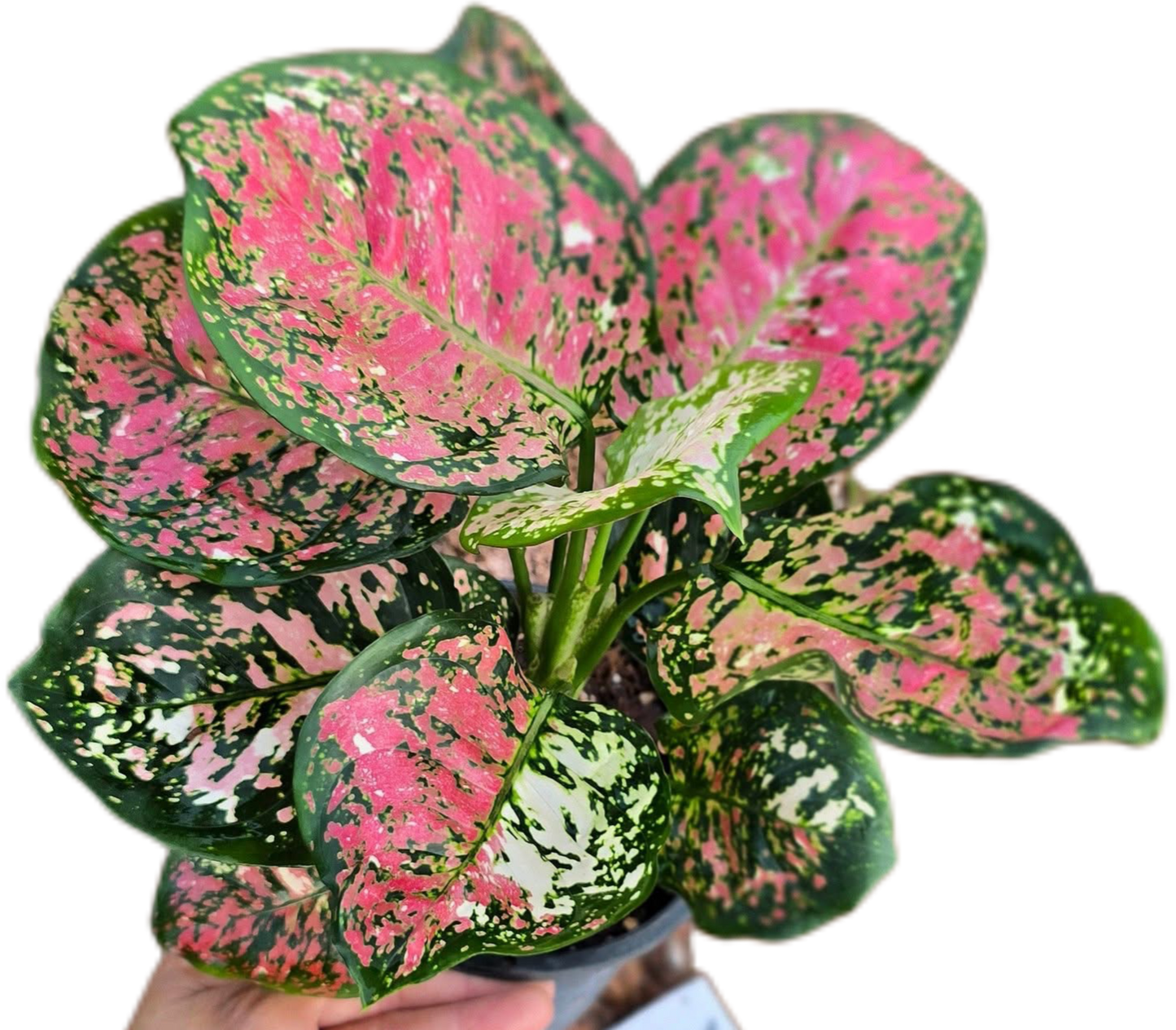 Aglaonema Anyamanee Tricolor (Bundle of 10 Plants )