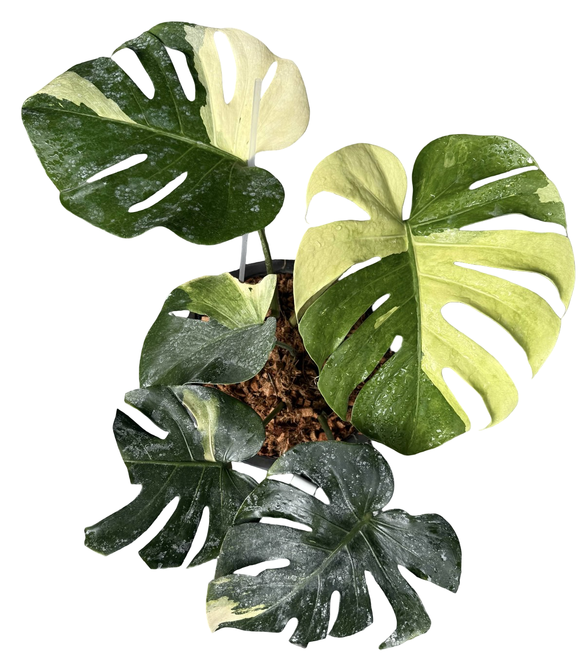 Monstera Deliciosa “NOID” - Actual Plant