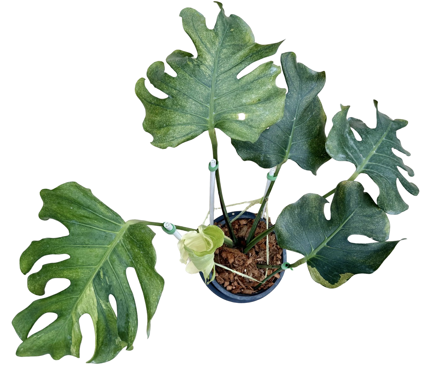 Monstera Deliciosa “NOID” - Actual Plant