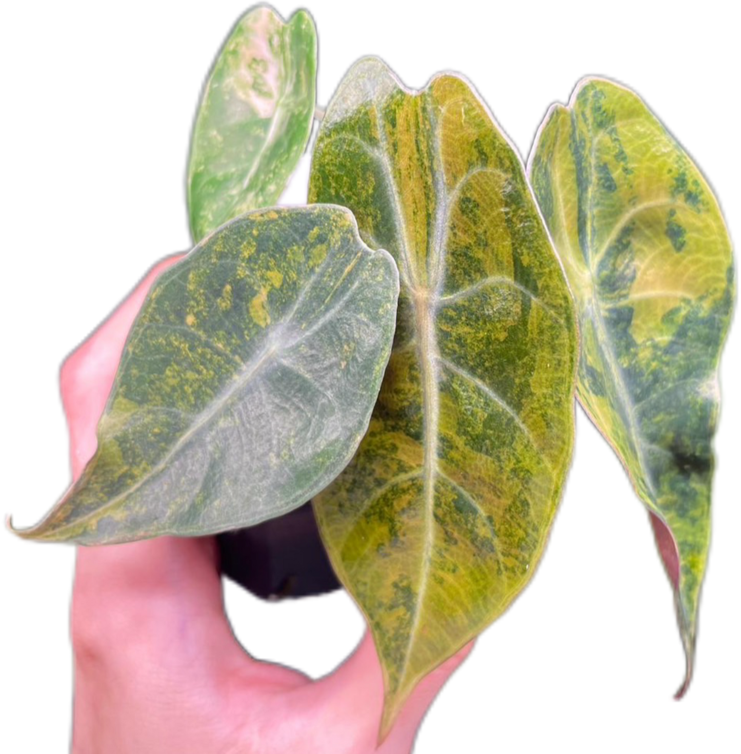Alocasia Sedenii Aurea Variegated – Plant Tissue Culture (Wholesale) Set of 5 Plants