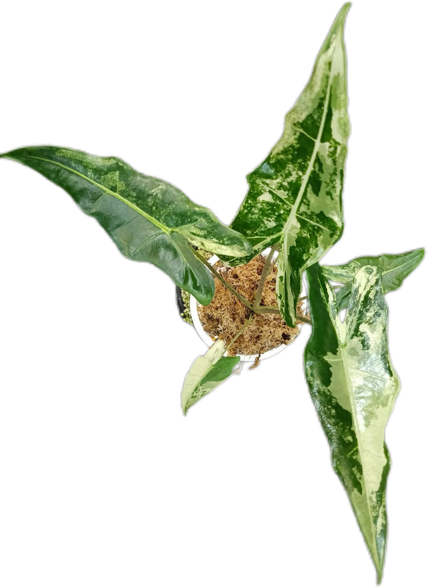 Alocasia Sarian Variegated – Plant Tissue Culture (Wholesale) Set of 10 Plants