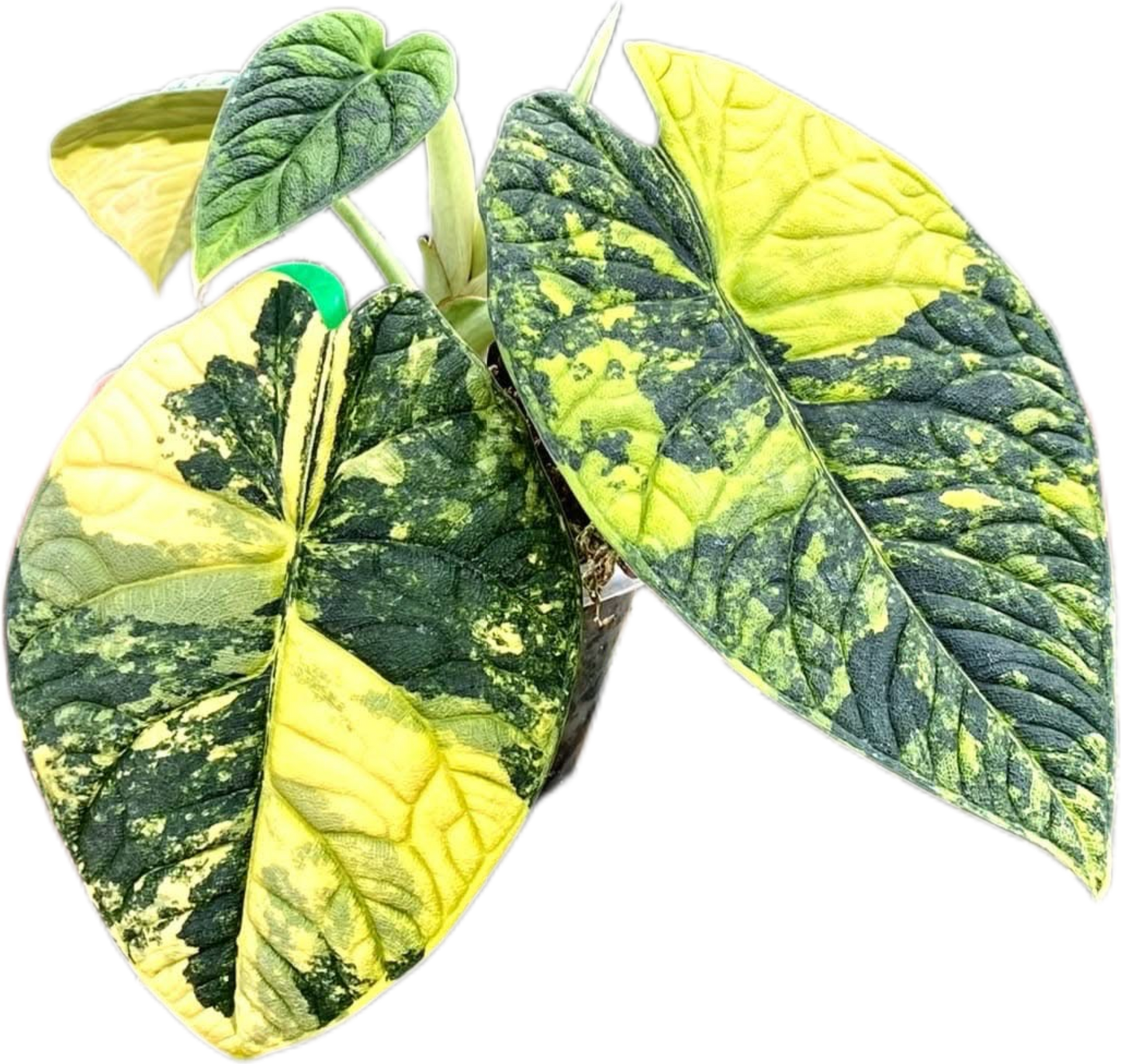 Alocasia Melo Aurea Variegated – Plant Tissue Culture (Wholesale) Set of 5 Plants