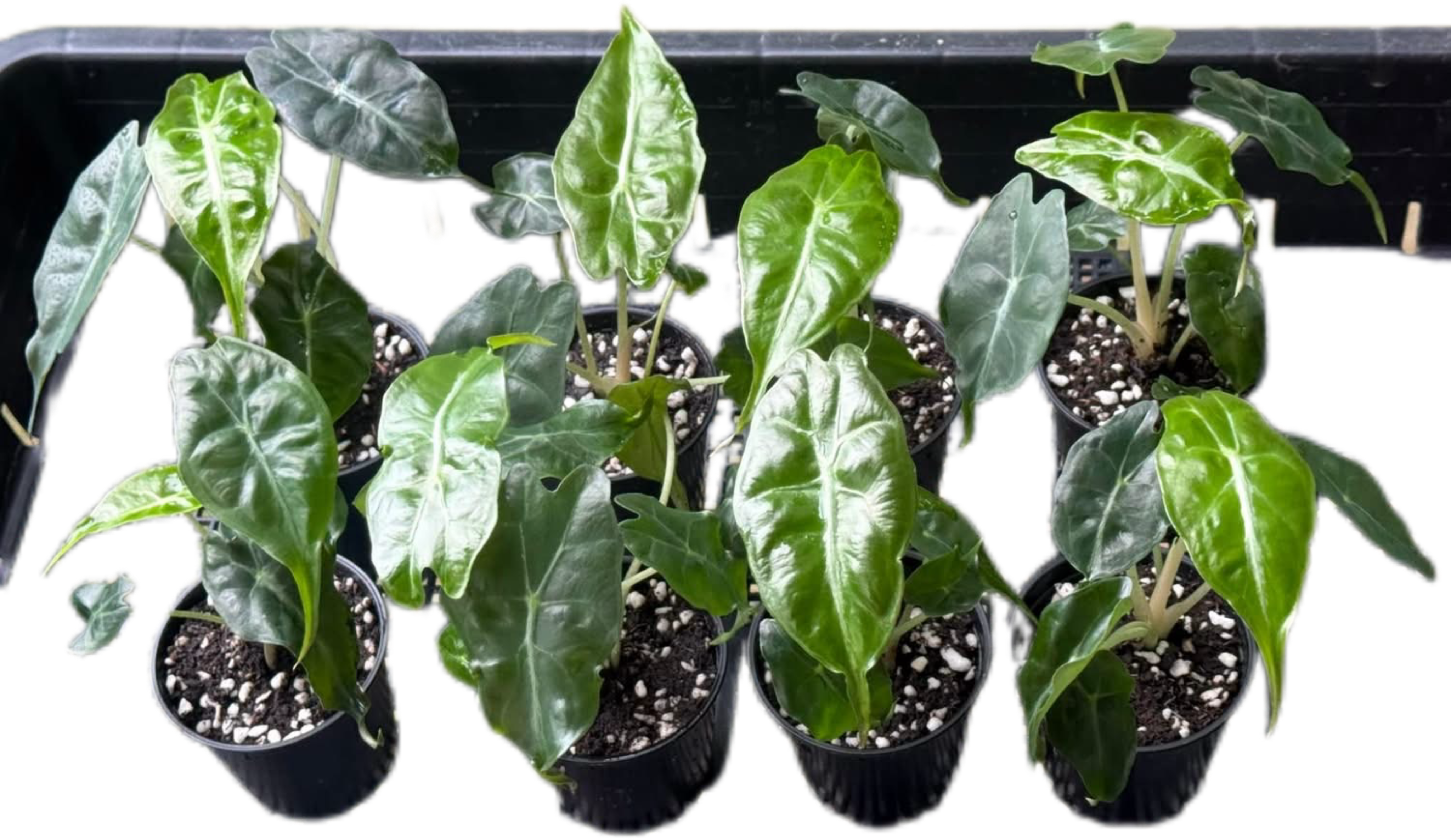 ソンチャン　ポラロイド　レア IMG-8195.png?v=1758858796