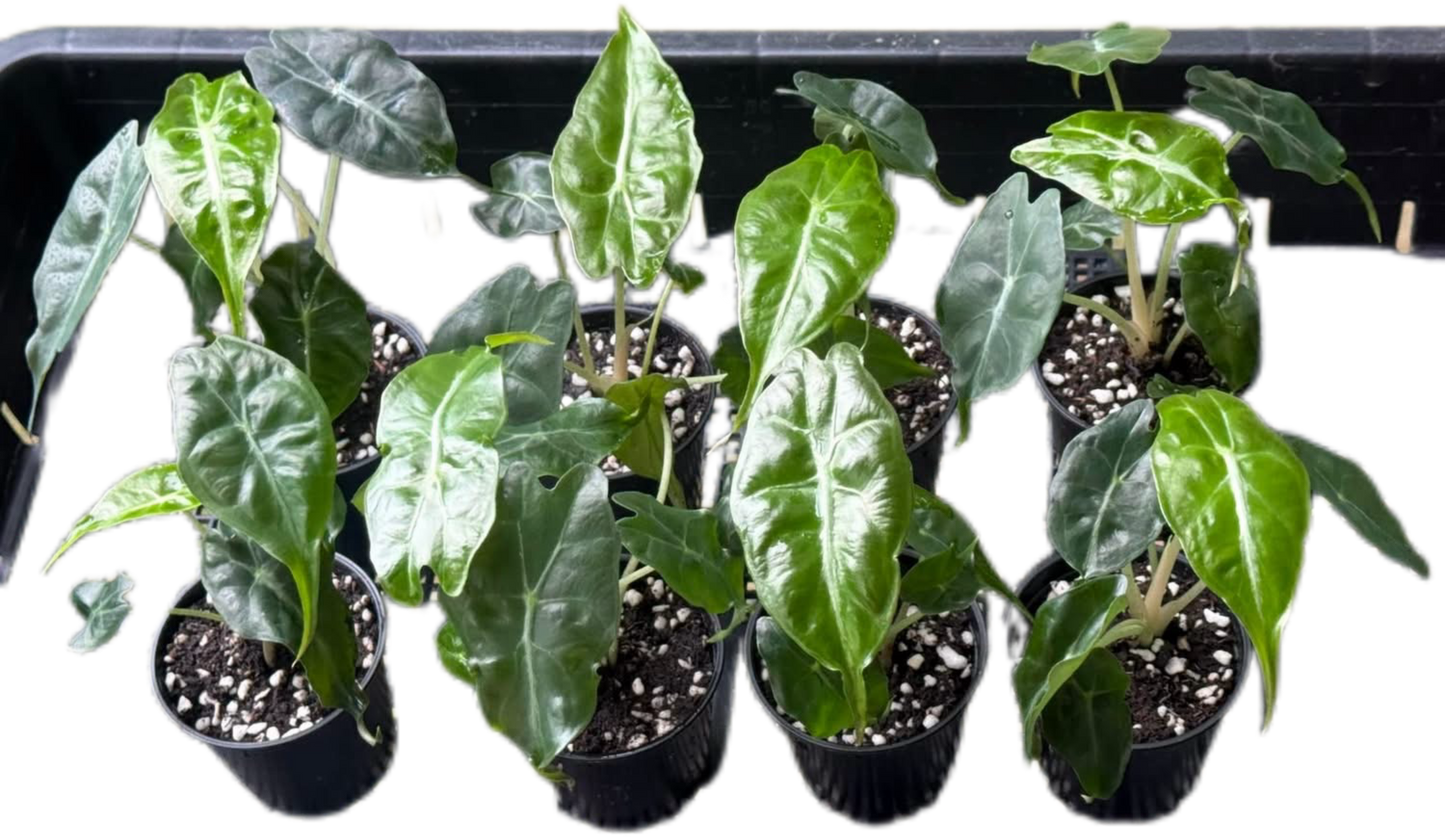 Alocasia “Venom” Wholesale Set of 10 Plants