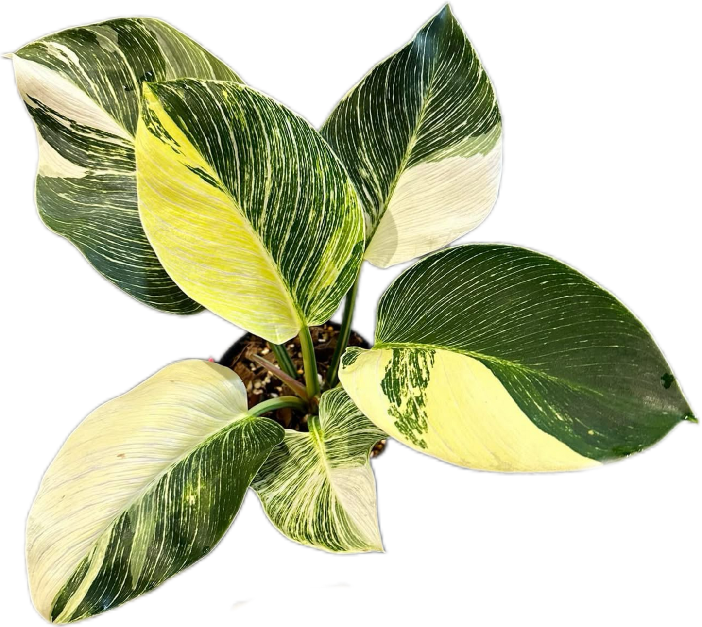 Philodendron Birkin Aurea Variegated – Tissue Culture Wholesale Set of 10 Plants