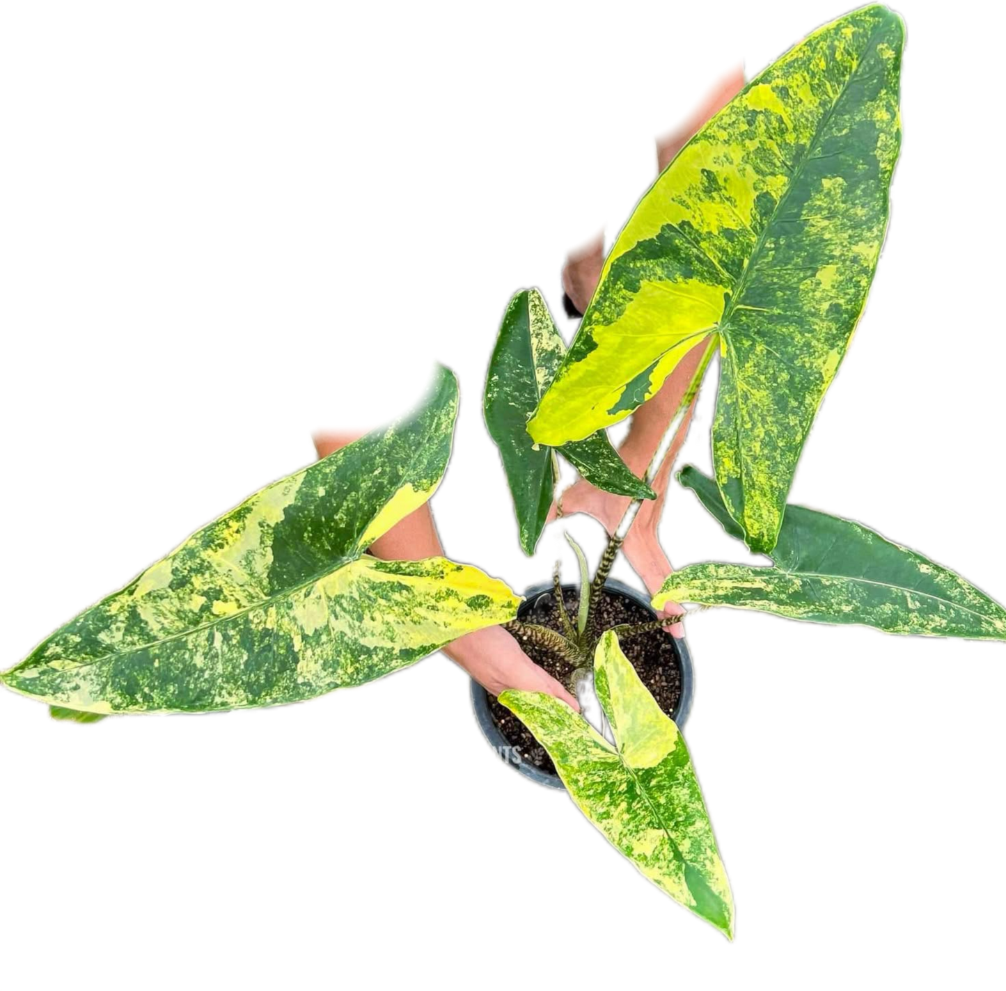 Alocasia Zebrina Aurea Variegated – Tissue Culture (Wholesale) Set of 10 Plants