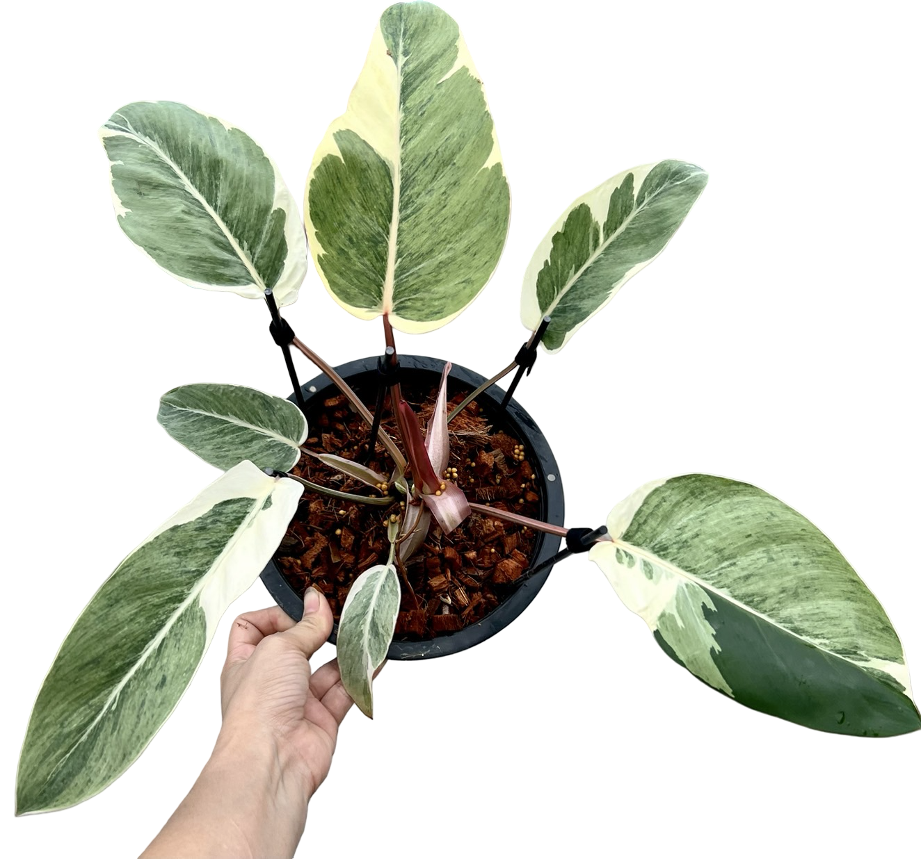Philodendron “Shady Lady” Variegated