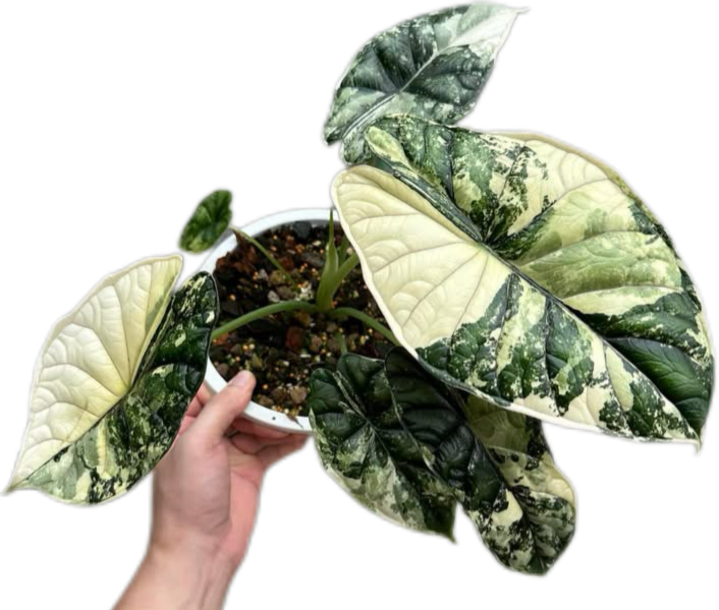 Alocasia Dragon Scale Aurea Variegated – Tissue Culture | Set of 10 Plants