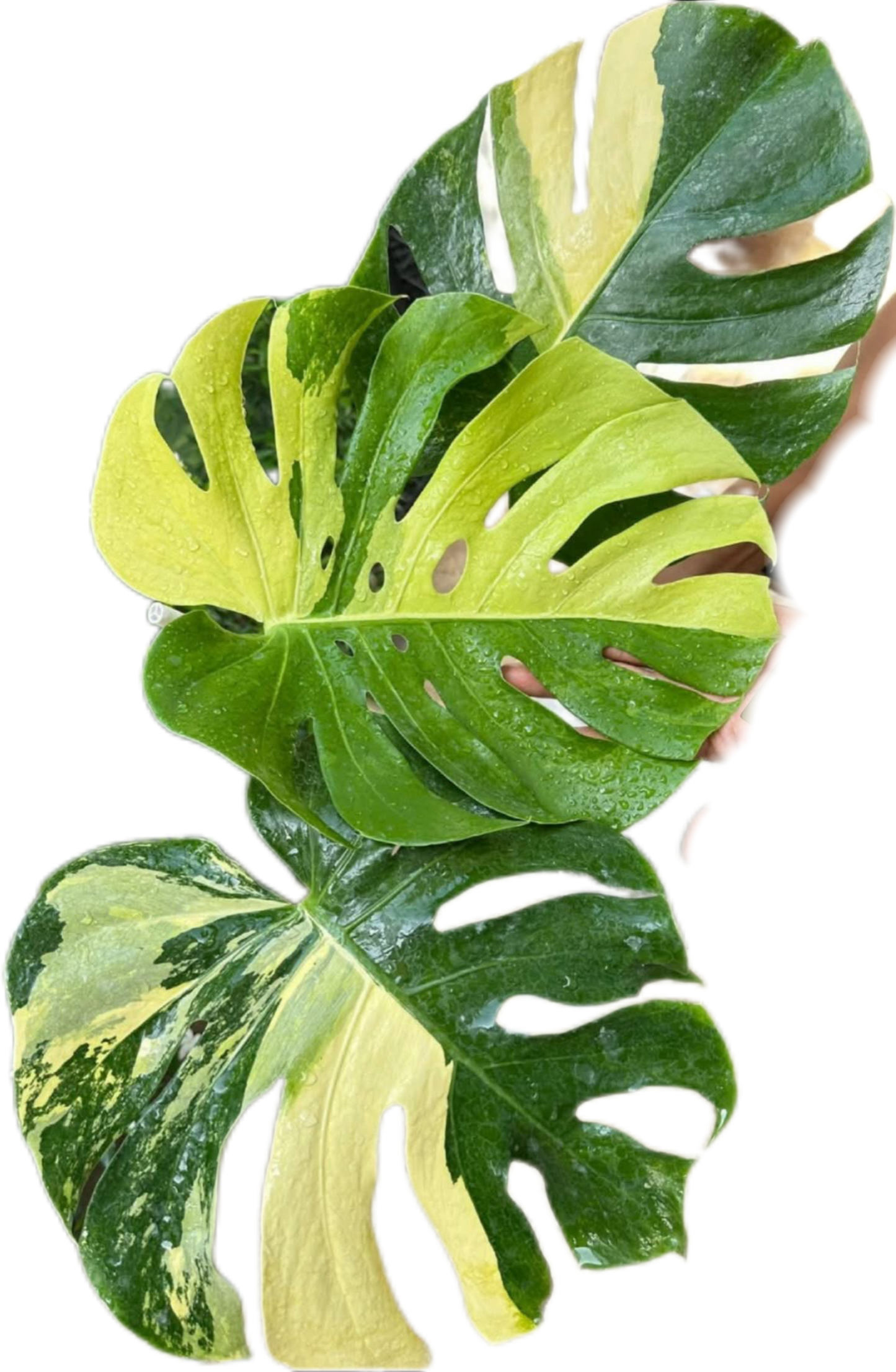 Monstera Deliciosa “Aurea” Variegated – Tissue Culture Wholesale Set of 100 Plants