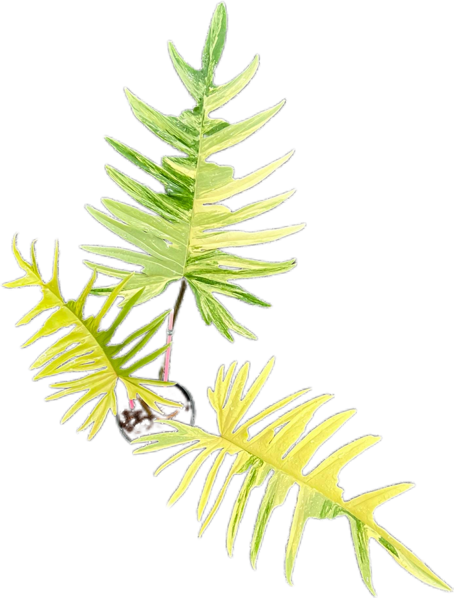 Philodendron Florida Beauty x Tortum – Tissue Culture Wholesale Set of 10 Plants