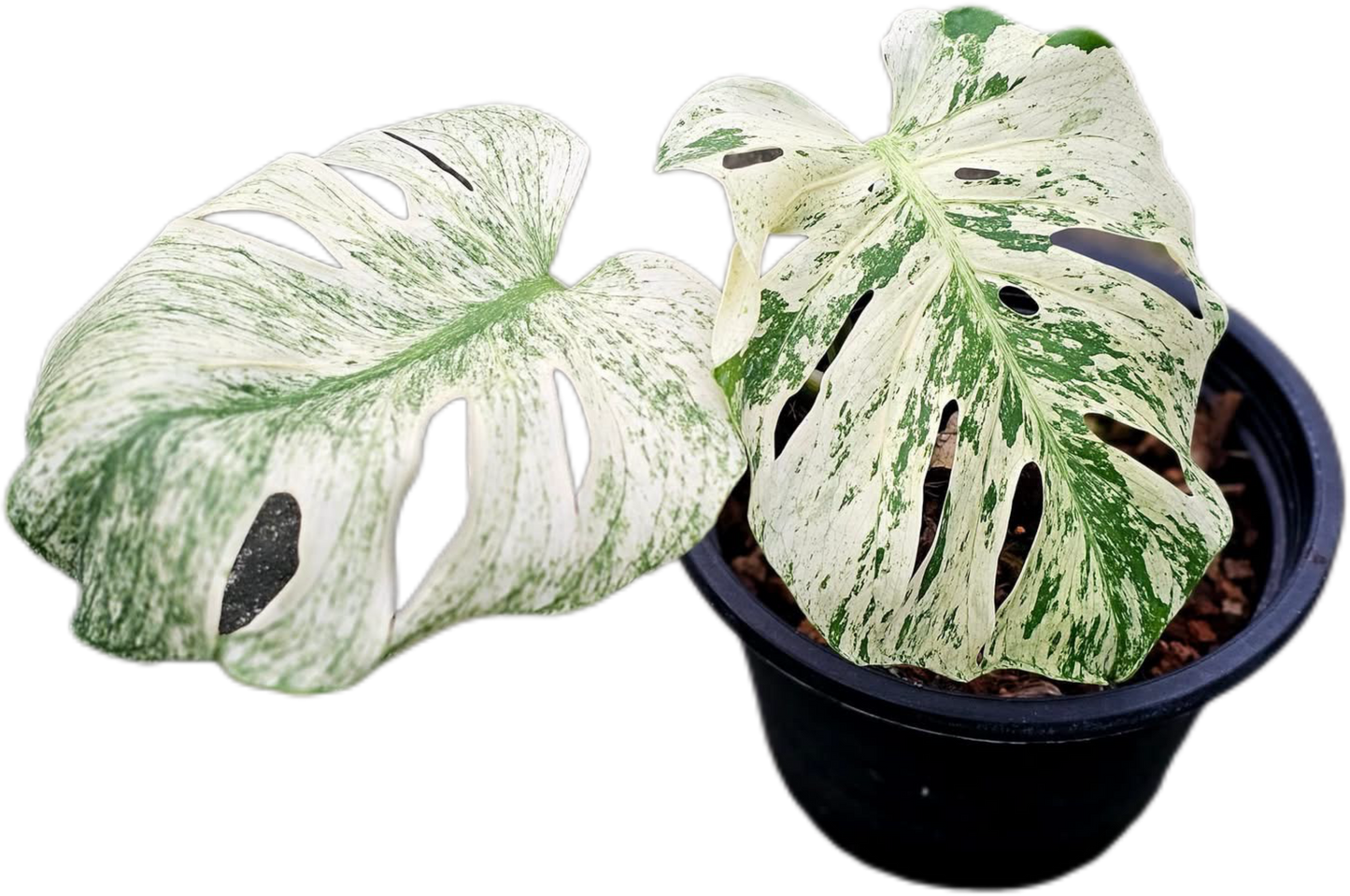 Monstera Deliciosa “White Monster” Variegated – Tissue Culture (Wholesale) | Set of 100 Plants
