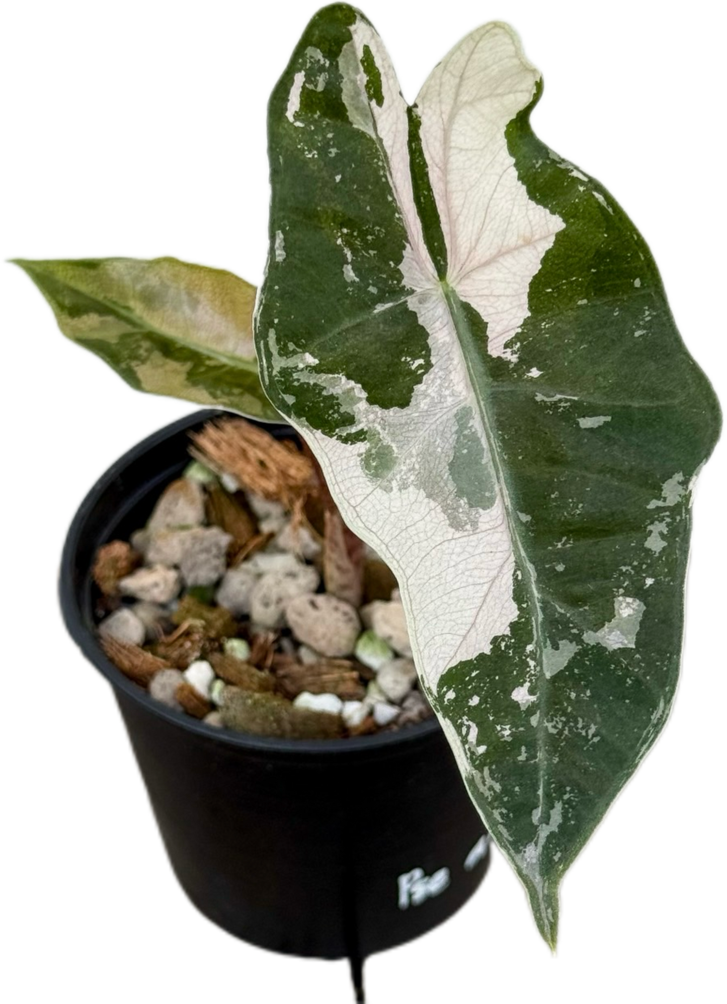 Alocasia Pseudo Sanderiana Pink Variegated – Tissue Culture (Wholesale) Set of 10 Plants