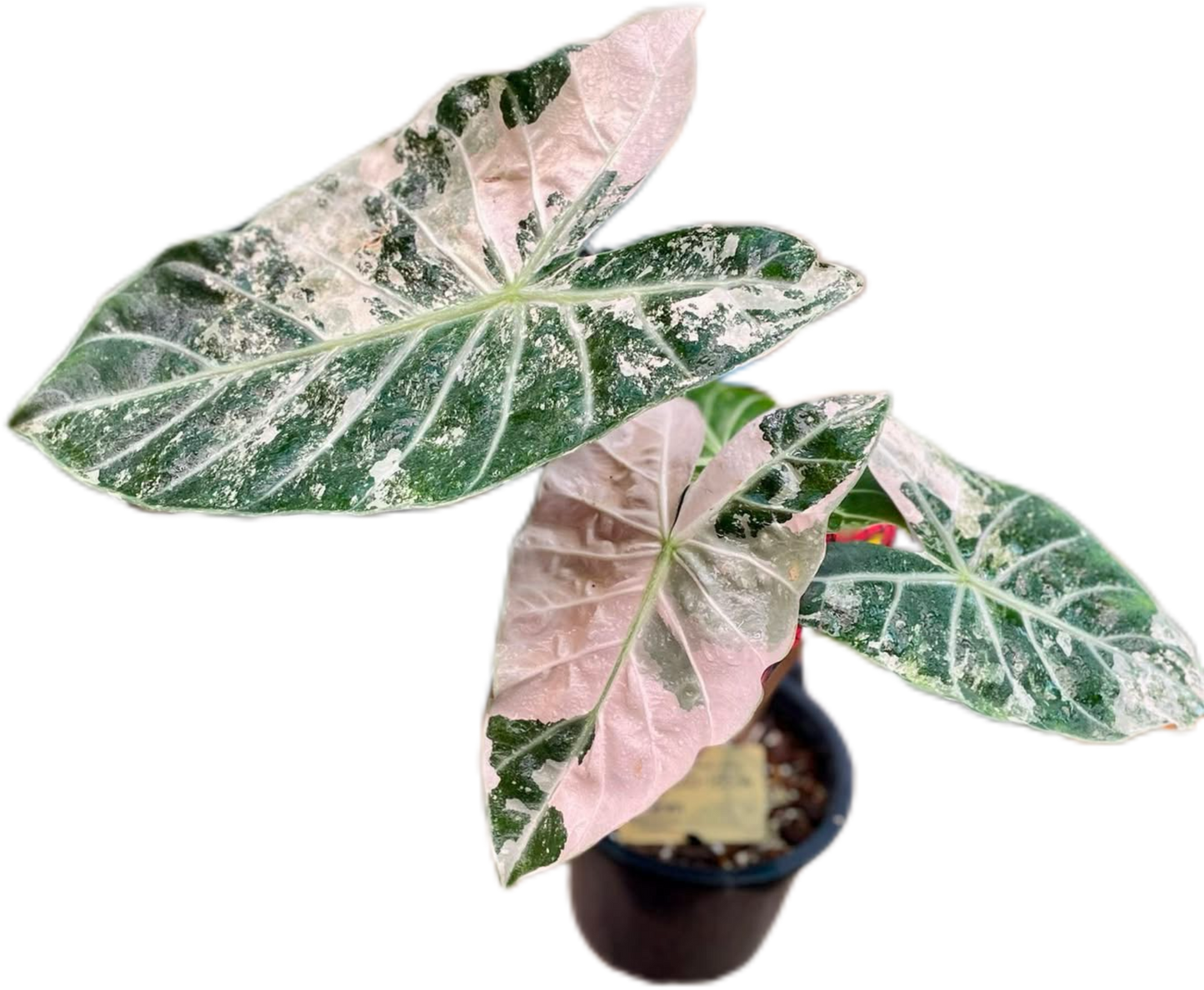 Alocasia Pink Dragon Albo Variegated – Tissue Culture Wholesale Set of 10 Plants