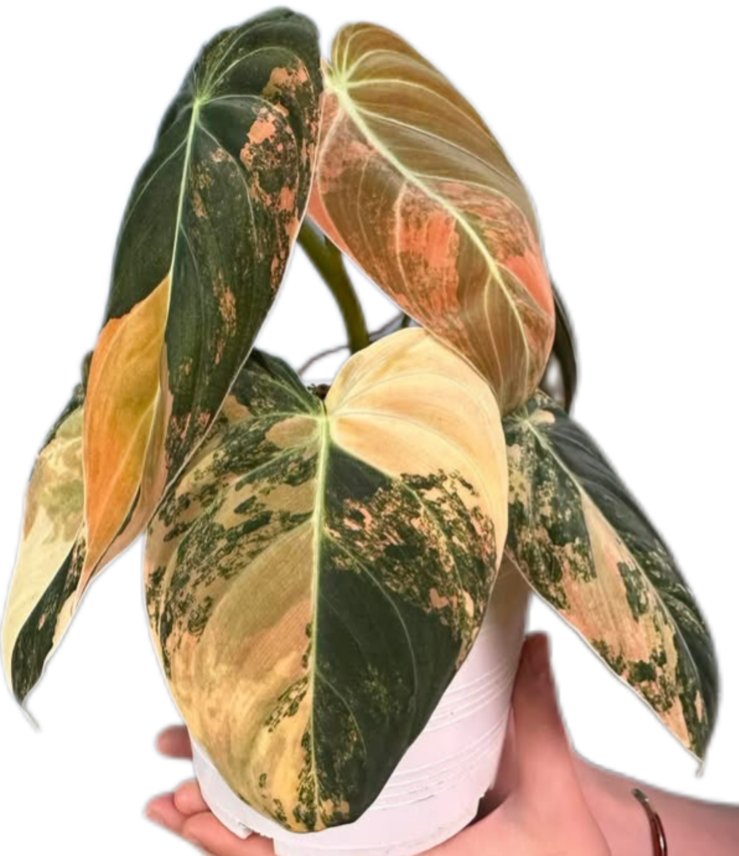 Philodendron Melanochrysum (Aurea) Variegated Tissue Culture – Wholesale Set of 10 Plants