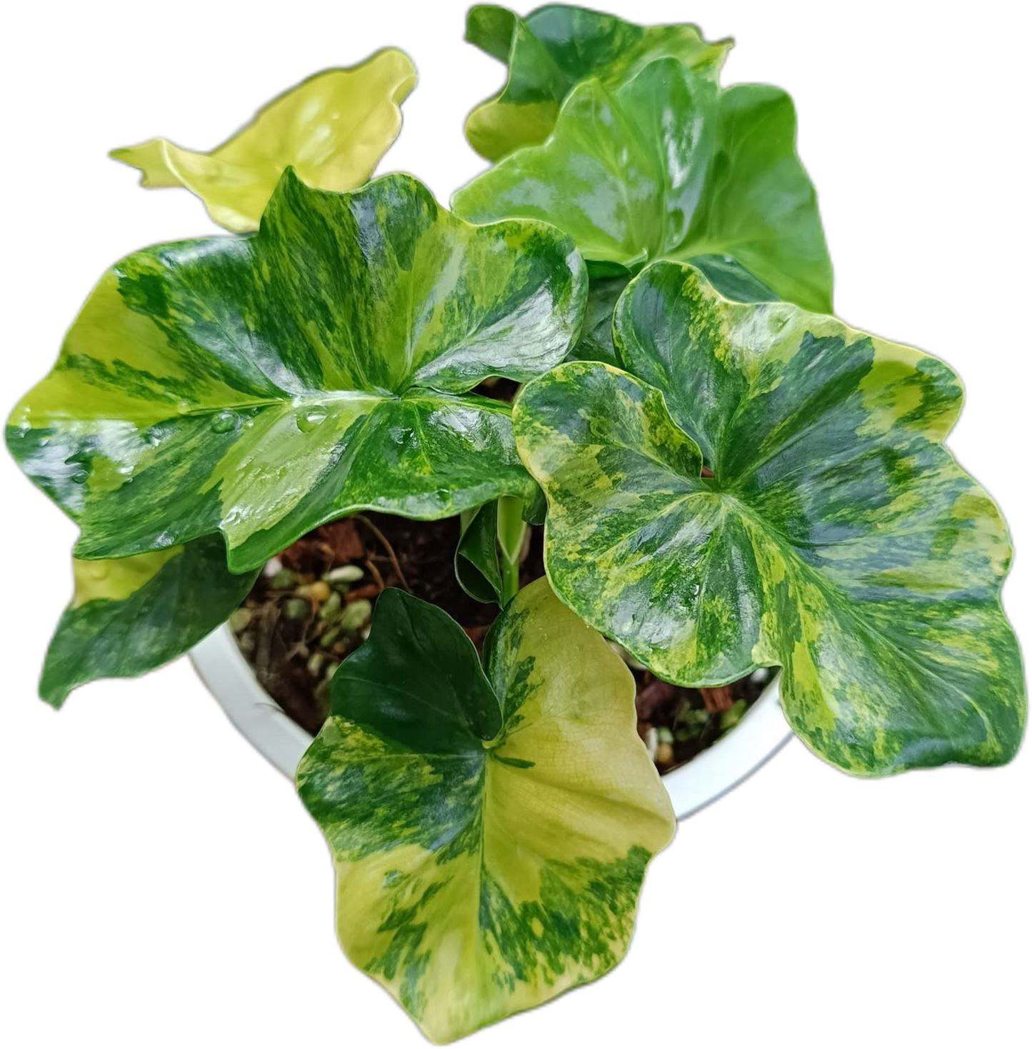 Philodendron Super Atom Variegated Tissue Culture – Wholesale Set of 10 Plants