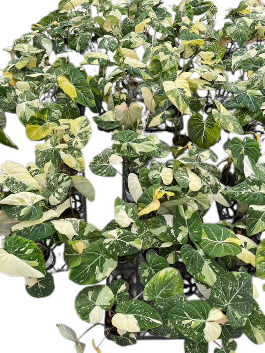 Philodendron Gloriosum Variegated Set of 10 plants BIG SIZE