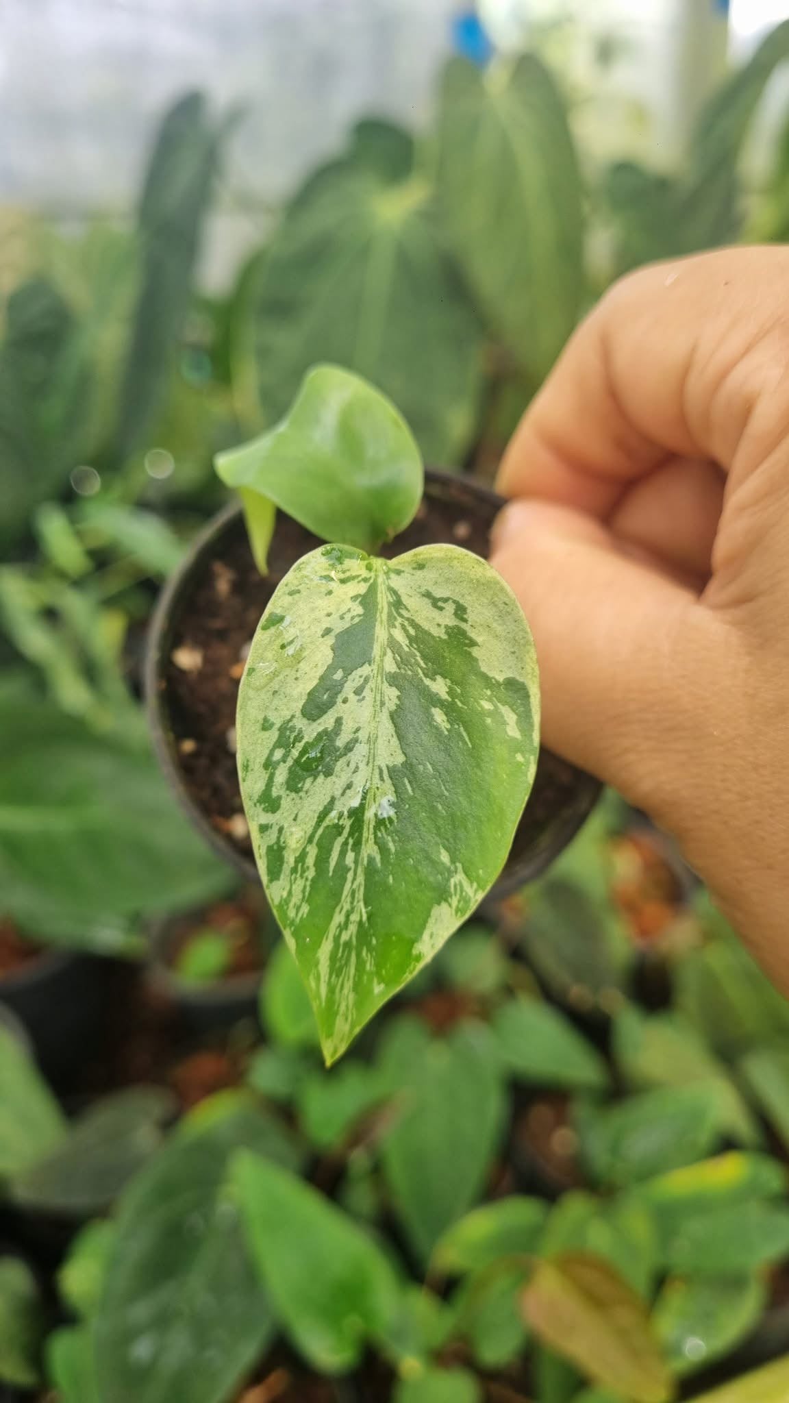 Monstera “Bulbasaur” – Tissue Culture Wholesale Set of 10 Plants