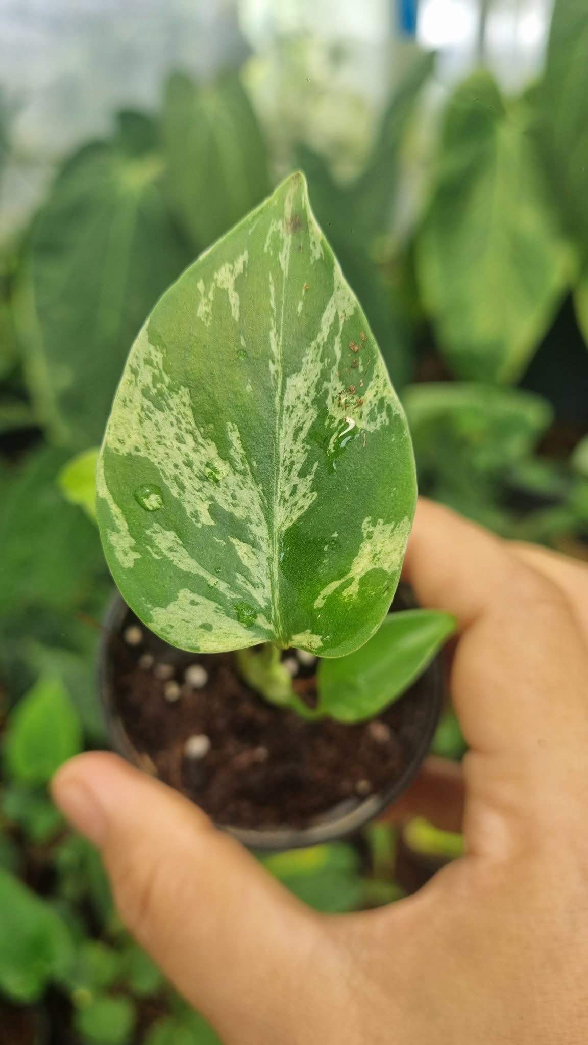 Monstera “Bulbasaur” – Tissue Culture Wholesale Set of 10 Plants
