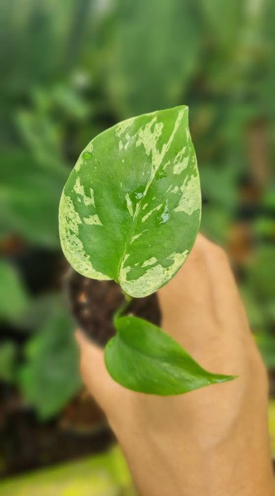 Monstera “Bulbasaur” – Tissue Culture Wholesale Set of 10 Plants