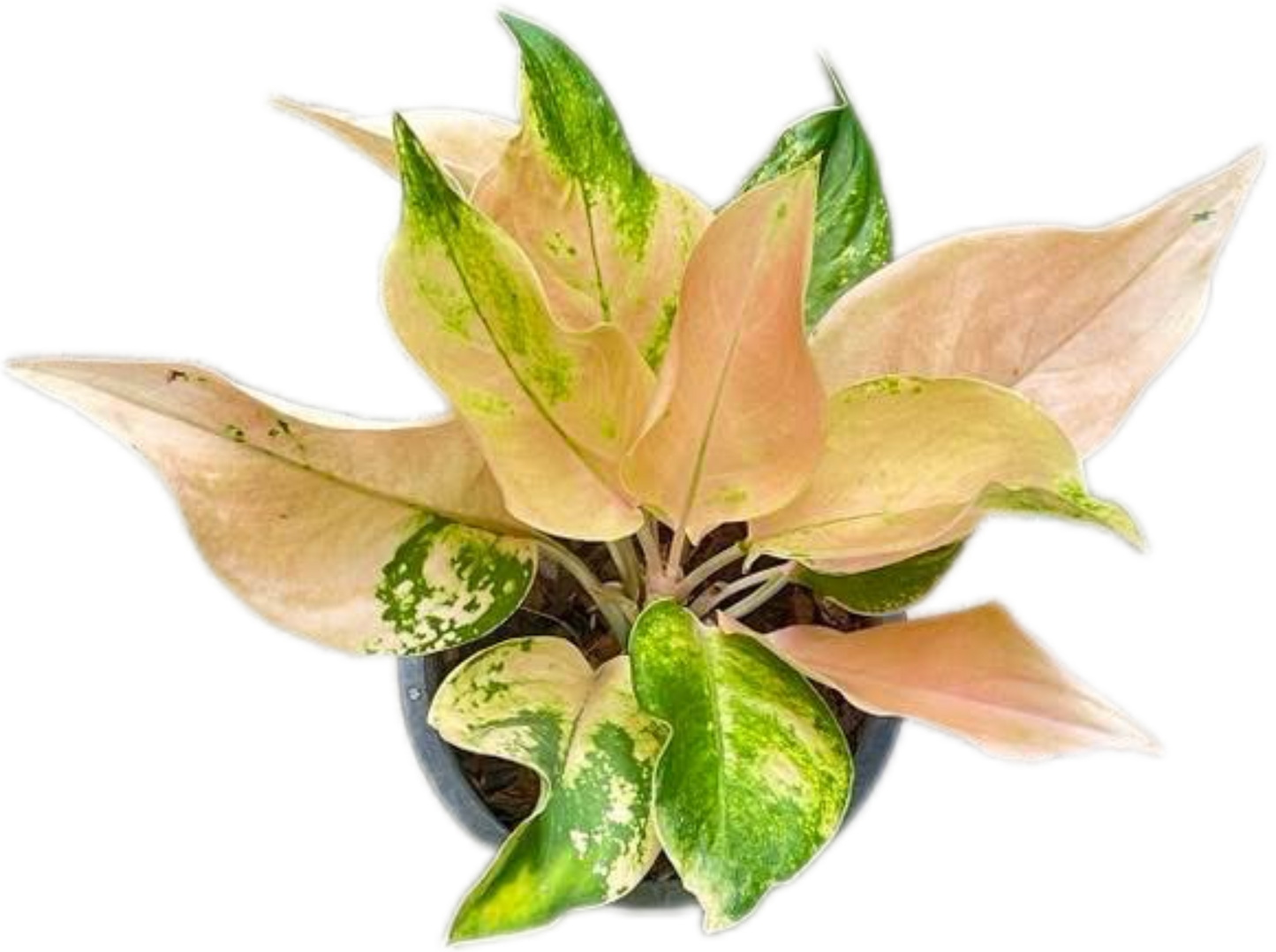 Aglaonema “Amazon” – Wholesale Set of 10 Plants
