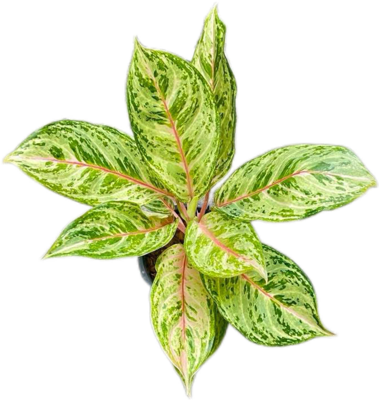 Aglaonema Green Lemon – Wholesale Set of 10 Plants